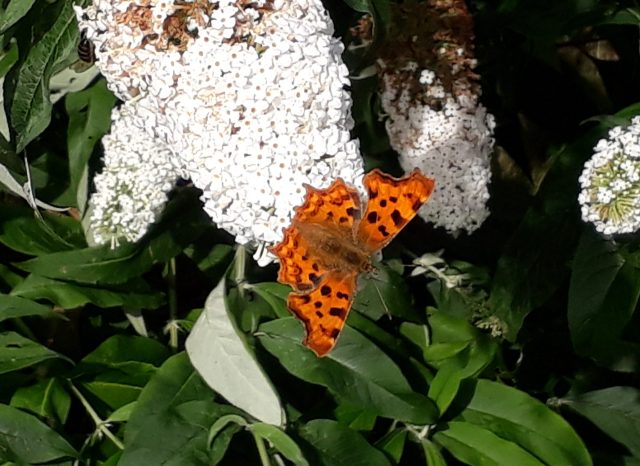 big butterfly count 2017 - comma butterfly