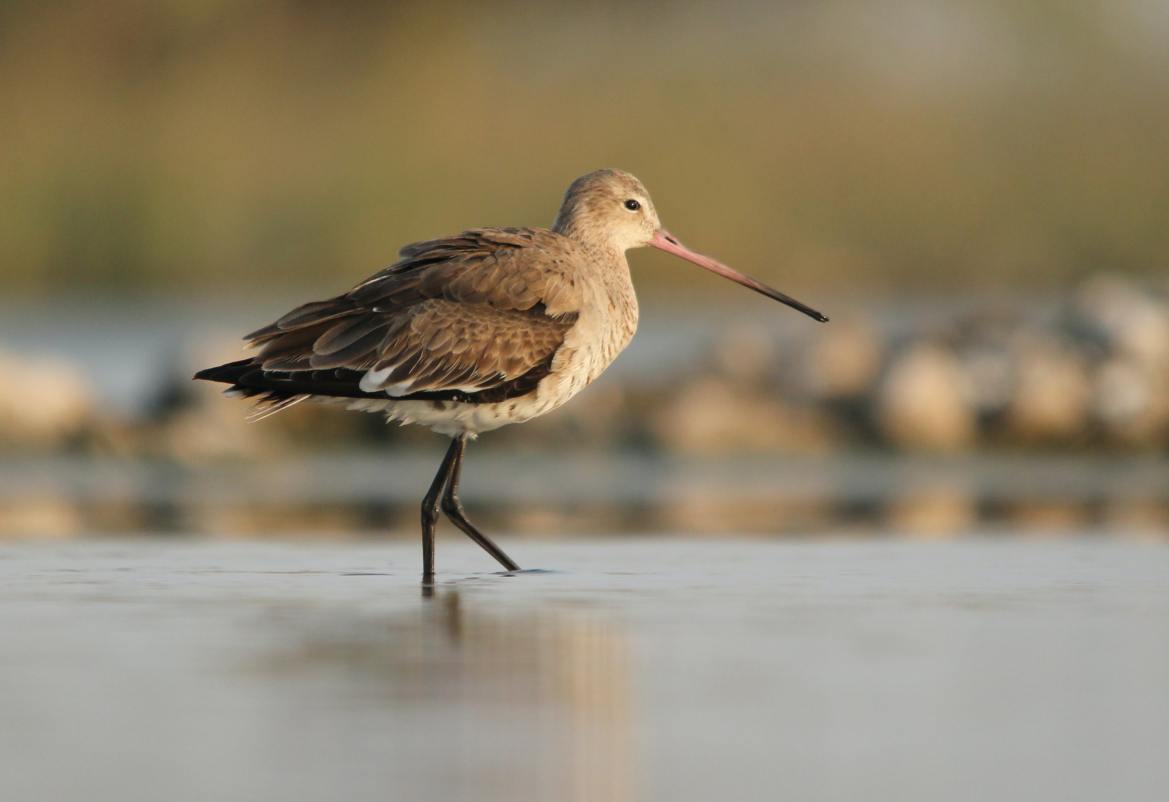 black-tailed godwit photo by Dhaval Vargiya