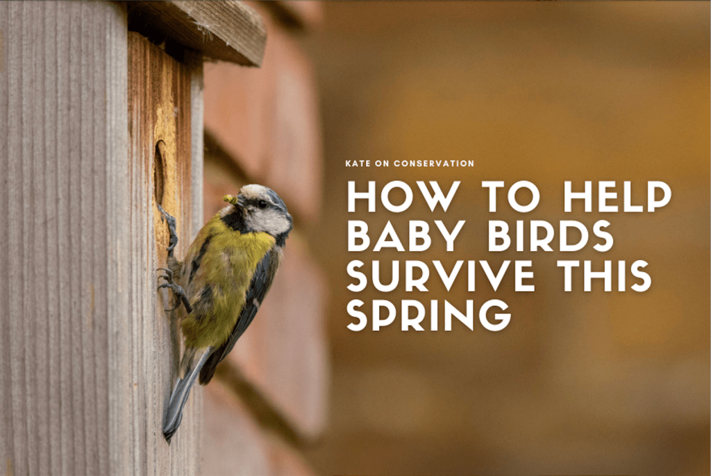 How one can help youngster birds survive this spring