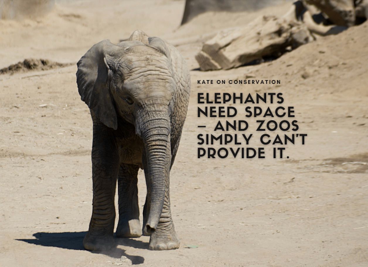 Elephants Need Home – and realistically, zoos merely can’t current it.