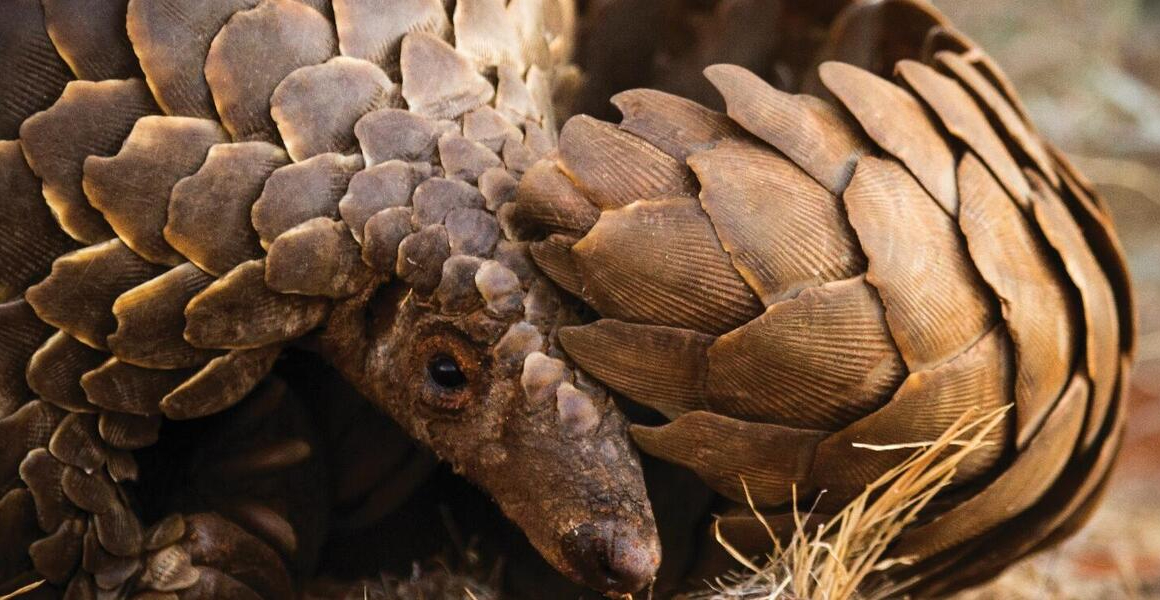 Speaking up for pangolins by the use of art work and experience