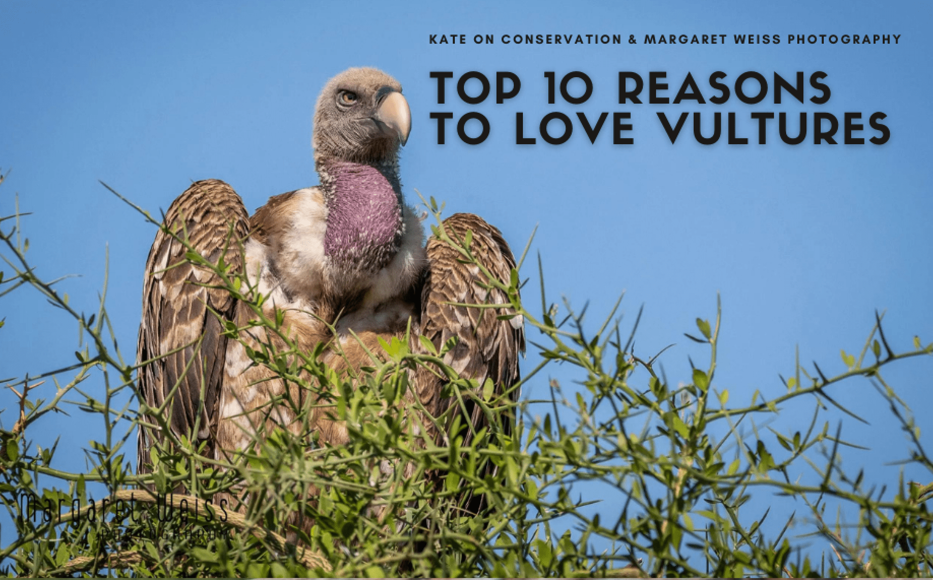 Prime 10 causes to love vultures