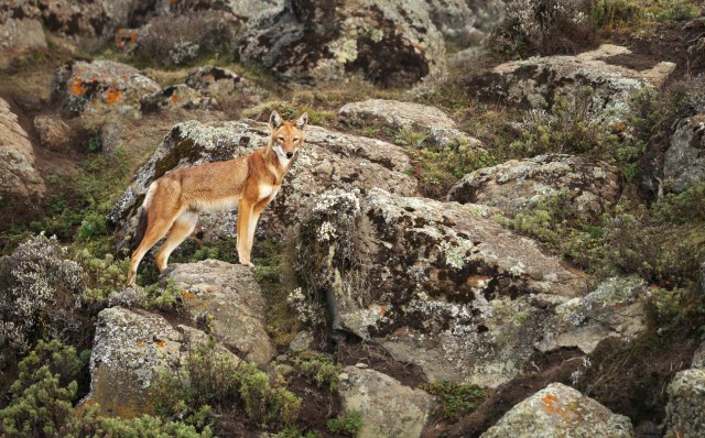 Rare and endangered Ethiopian wolf