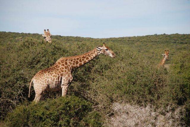 Giraffe photography by Kate on Conservation