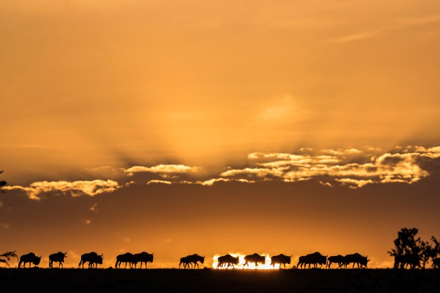 Wildebeest crossing the plains of the Maasai Mara at sunset