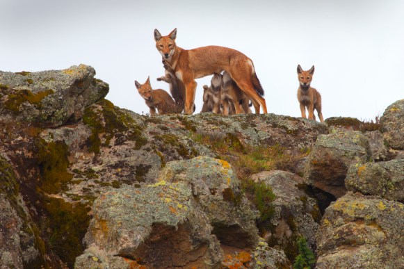 Ethiopian wolves conservation