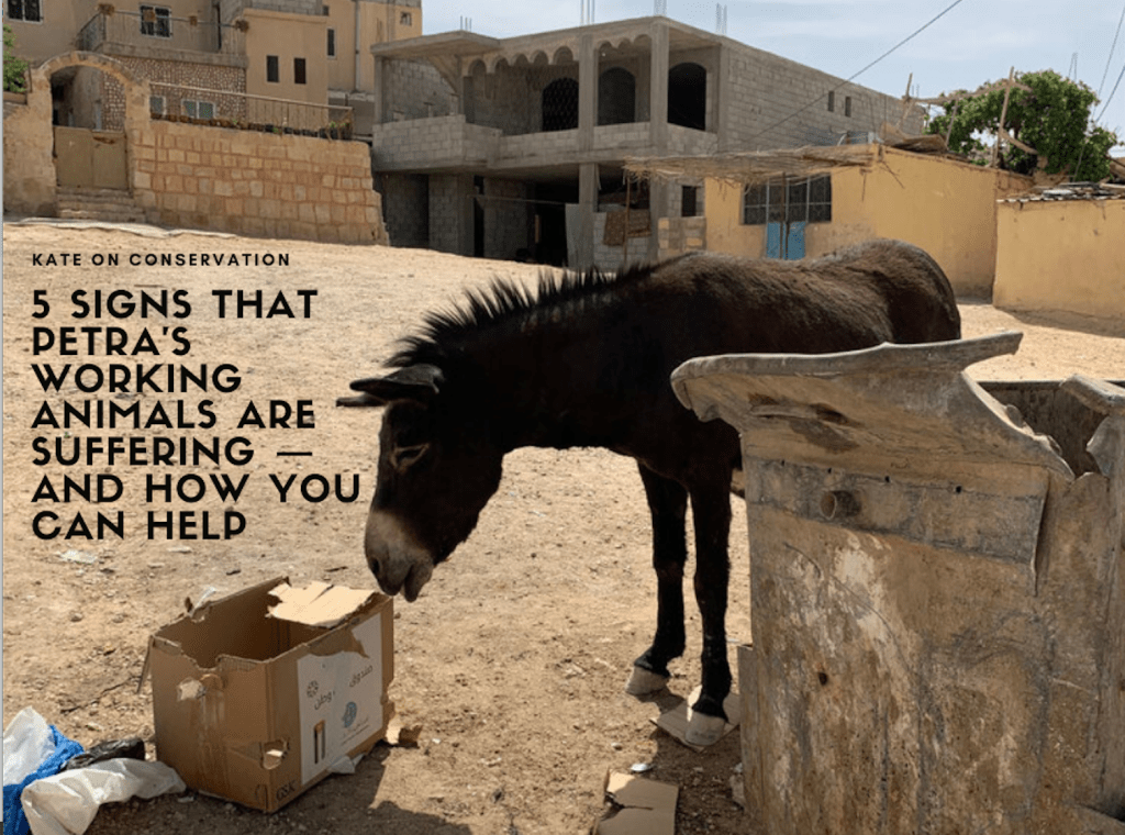 5 Indicators that Petra’s Working Animals are Struggling and Simple strategies to Help Them