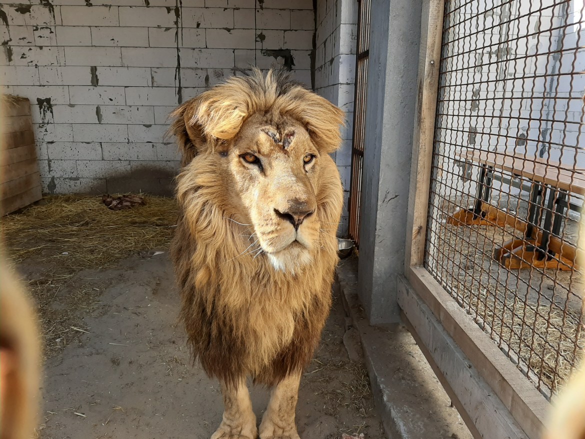 Warriors of Wildlife Ukraine lion in concrete enclosure