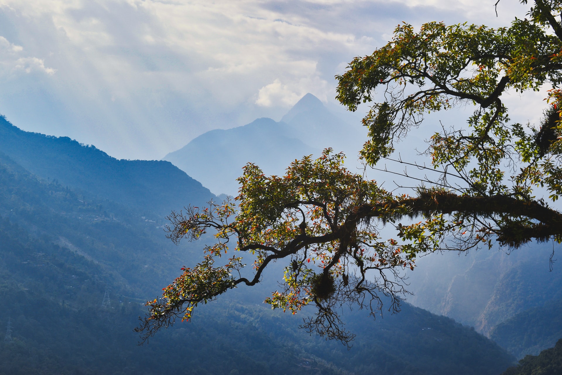 Sikkim in India is no doubt one of many world’s best places for birding. Due to this.