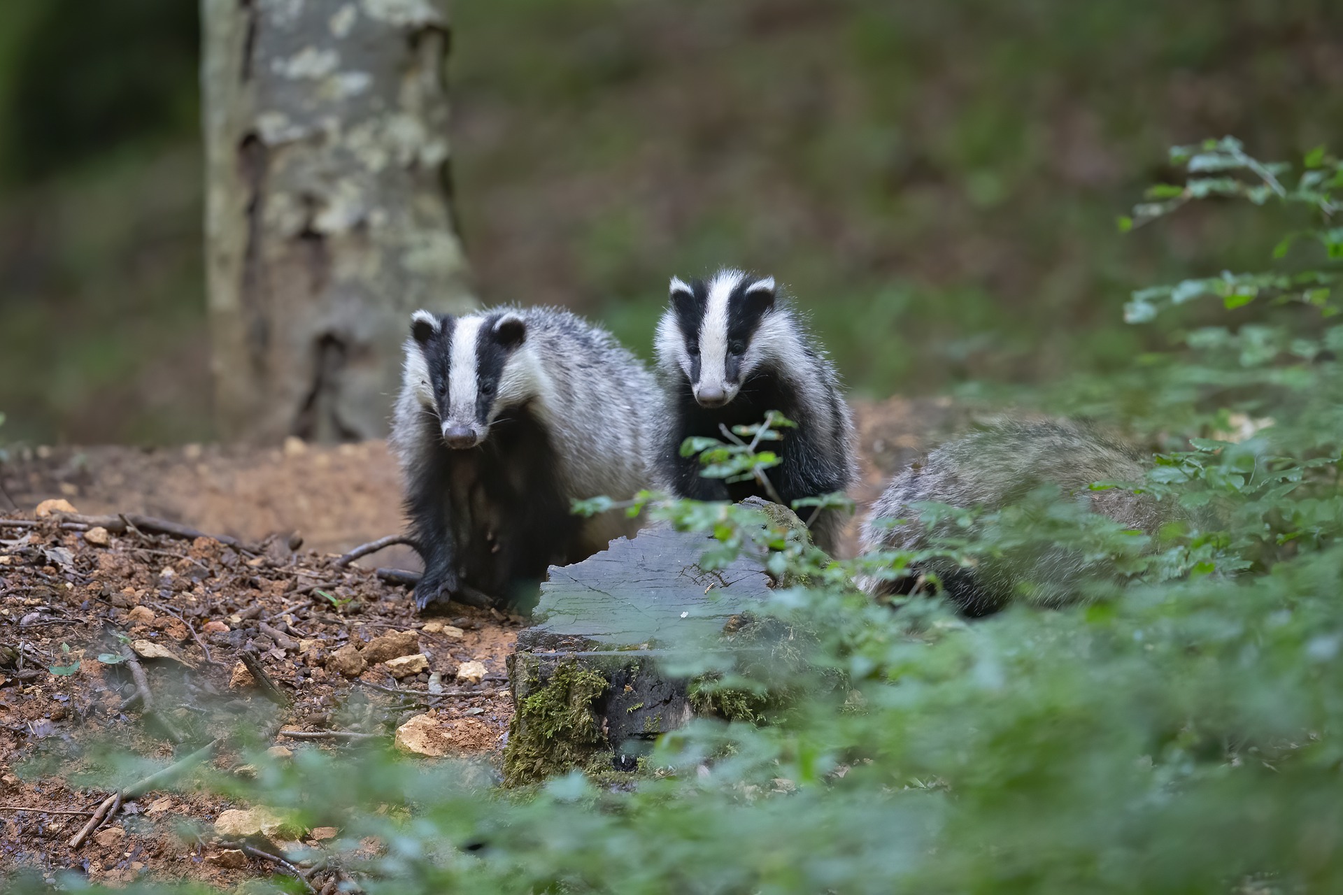 Tons of of badgers to be killed in 7 new areas no matter authorities promise