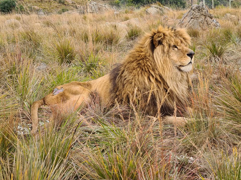 Forgotten Ukraine lions lastly out of lockdown