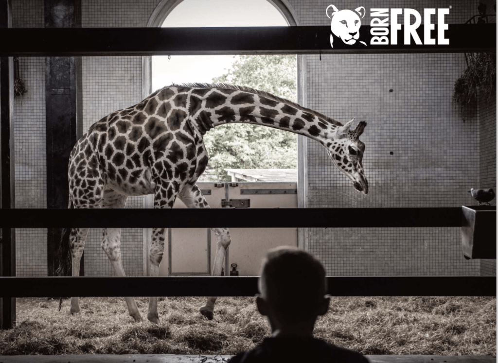 5 strategies captivity is harmful for giraffe wellbeing