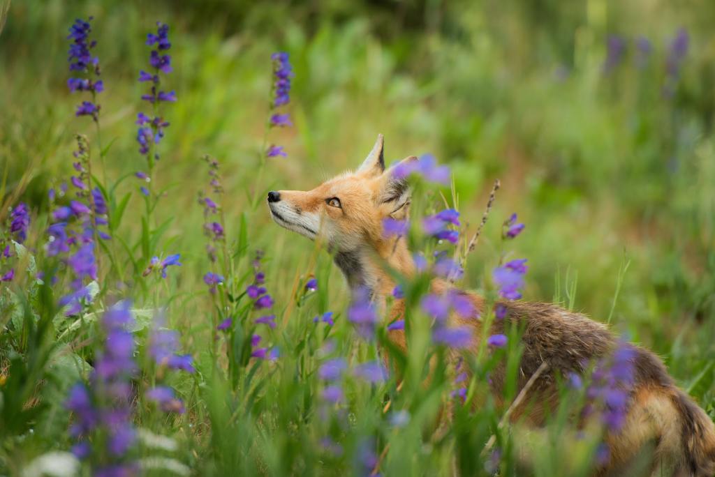 Recommendations on easy methods to care in your native foxes