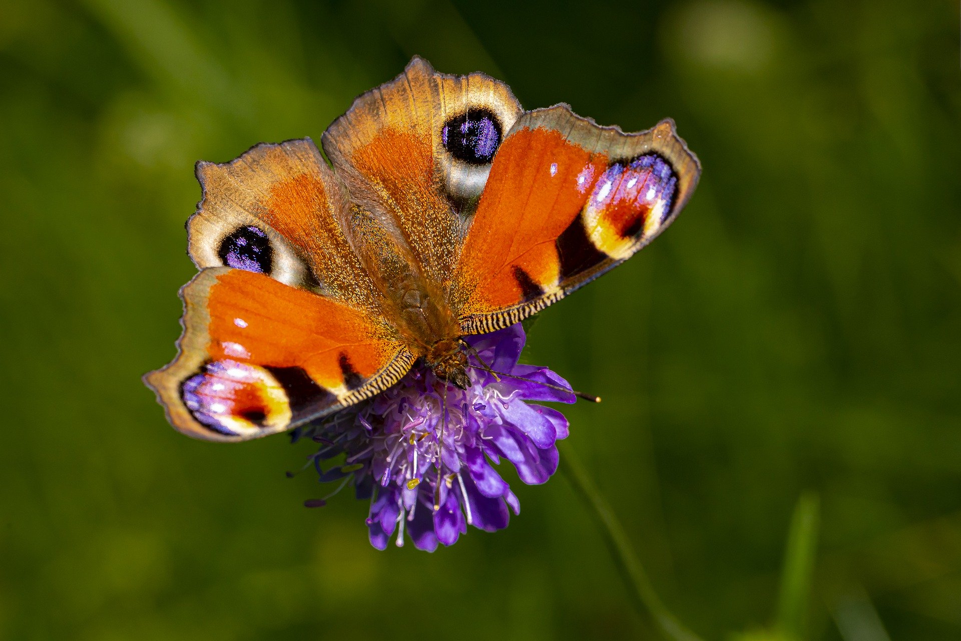 The Biggest Strategies To Convey Pollinators To Your Yard