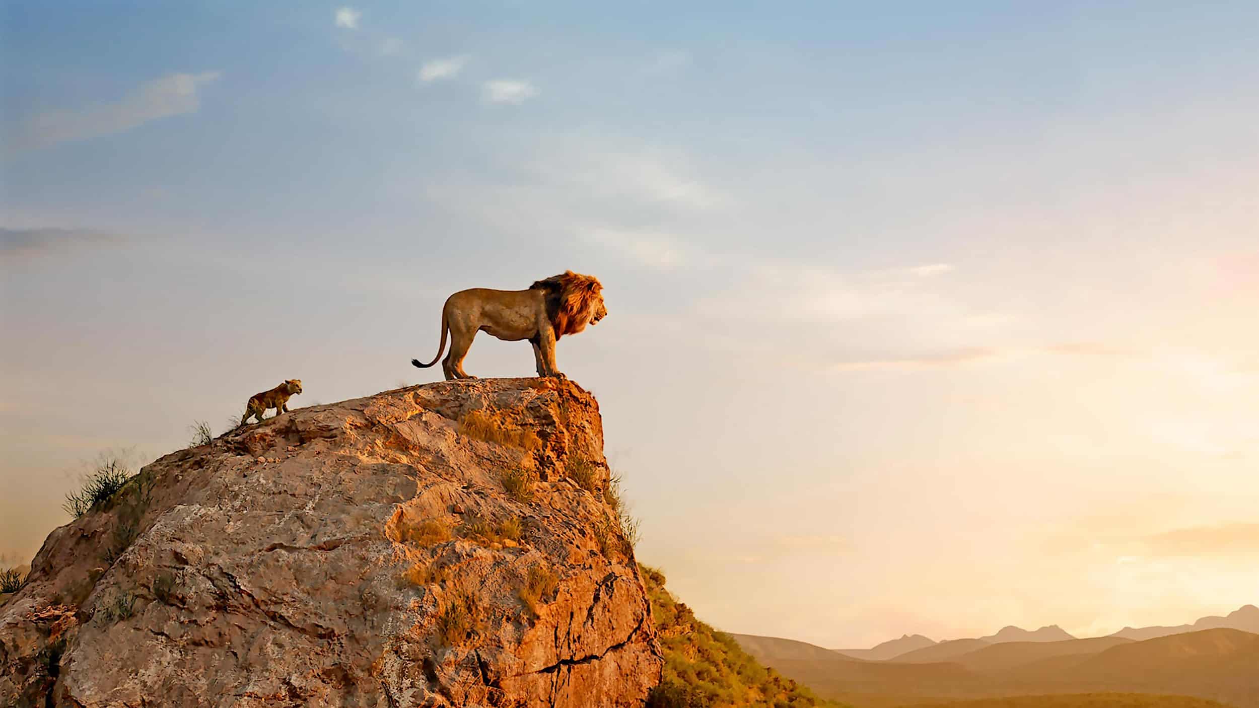 WCN’s Lion Restoration Fund Groups up with Disney to Shield Lions